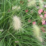 Pennisetum villosum