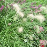 Pennisetum villosum