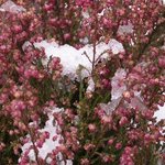 Bruyère - Erica - Calluna 