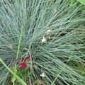 Fétuque - Festuca glauca