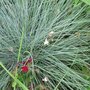 Fétuque - Festuca glauca