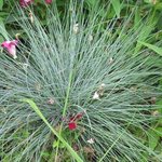 Fétuque - Festuca glauca