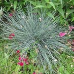 Fétuque - Festuca glauca