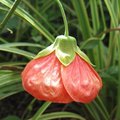 Abutilon