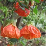 Abutilon