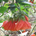 Abutilon