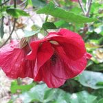 Abutilon