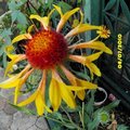 Gaillarde 'Ambers Weels' - Gaillardia