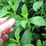 Herbe à sucre - Stevia rebaudiana