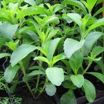 Herbe à sucre - Stevia rebaudiana