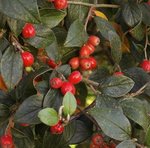 Cotoneaster