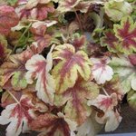 Heucherella 'Golden Zebra'