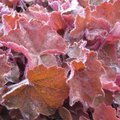 Heuchere 'Pinot Gris' - Heuchera