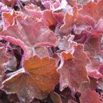 Heuchere 'Pinot Gris' - Heuchera