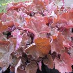 Heuchere 'Pinot Gris' - Heuchera