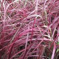 Pennisetum setaceum 'Fireworks'