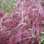 Pennisetum setaceum 'Fireworks'