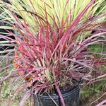 Pennisetum setaceum 'Fireworks'