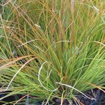 Carex testacea  - Laîche