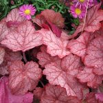 Heuchère villosa 'Georgia Peach' - Heuchera