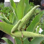 Asclepias syriaca - Herbe aux perruches
