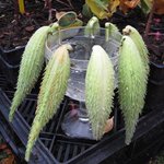 Asclepias syriaca - Herbe aux perruches