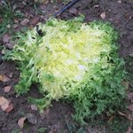 Chicorée frisée - Salade