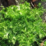 Chicorée frisée - Salade