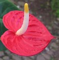 Anthurium - Langue de feu