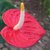 anthurium