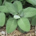 Sauge officinale - Salvia officinalis