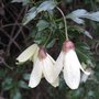 Clématite cirrheuse - Clematis cirrhosa