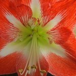 Amaryllis - Hippeastrum