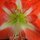 amaryllis