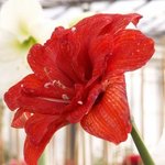 Amaryllis - Hippeastrum