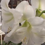 Amaryllis - Hippeastrum