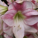 Amaryllis - Hippeastrum