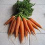 Quand récolter les carottes ?