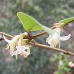 Sarcococca