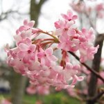 Viburnum x bodnantense - Viorne de Bodnant