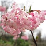 Viburnum x bodnantense - Viorne de Bodnant