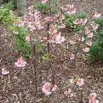 Viburnum x bodnantense - Viorne de Bodnant