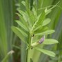 Vesce commune - Vicia sativa