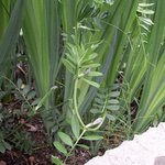 Vesce commune - Vicia sativa