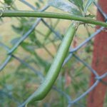 Vesce commune - Vicia sativa