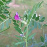 Vesce commune - Vicia sativa