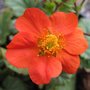 Geum coccineum - Benoîte