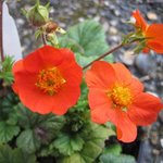 Geum coccineum - Benoîte