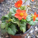 Geum coccineum - Benoîte