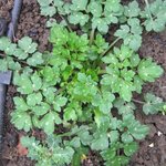 Ranunculus repens - Renoncule rampante